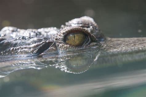 Slender Snouted Crocodile | Crocodile species, Crocodile, Weird animals