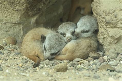 Six New Baby Meerkats Make Their Own Little Mob at Schönbrunn Zoo ...