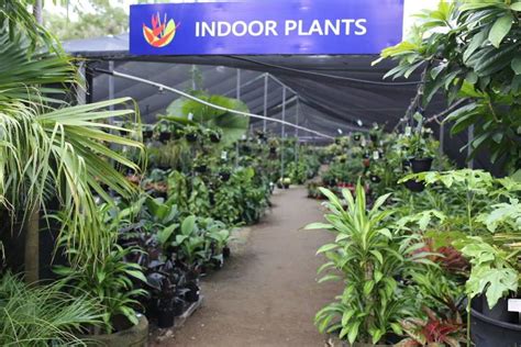 Best Indoor Plant Nursery Brisbane - Buy Indoor Plants at Oxley Nursery.