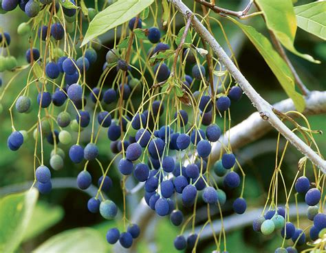 9 of the Most Beautiful Berry-Producing Plants to Feed the Birds - Fine ...