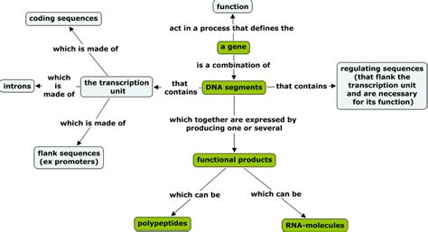 The modern model of gene function. | Download Scientific Diagram