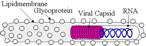 Structure of Ebola Virus