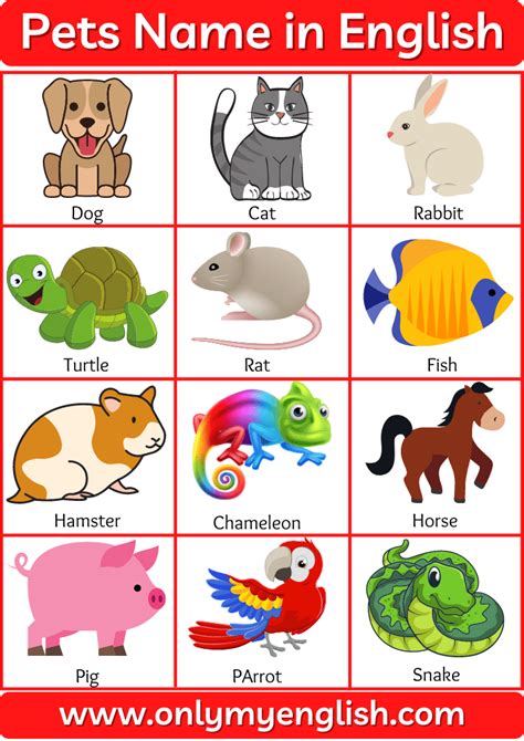 Pet Animals Name: List of Pet Animal In English with Pictures | Animals ...