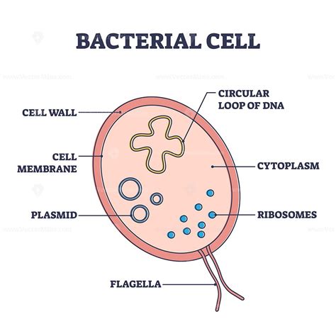 Bacterial cell structure with anatomical inner parts sections outline ...