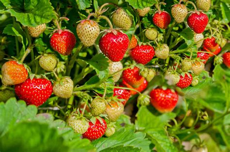 How to Grow Garden Strawberries