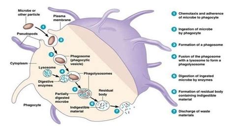 Phagocytosis- definition, mechanism, steps with example