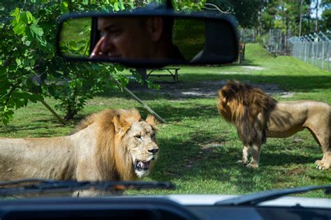 Lion Country Safari Animals