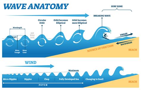 Surfing and nose riding explained by Newtonian physics