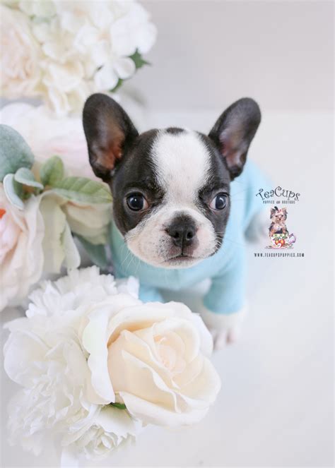 Frenchie French Bulldog For Sale | Teacup Puppies & Boutique