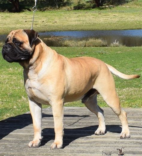 Bullmastiff, the natural guard dog may not be as active as some other