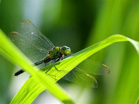 Free picture: dragonfly, wings