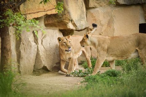 Lions in Zoo Habitat in the Czech Republic. Stock Photo - Image of ...