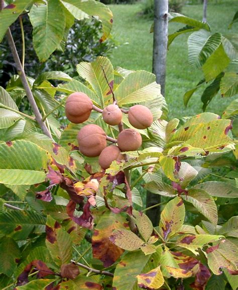 Plants - North Carolina Native Plant Society