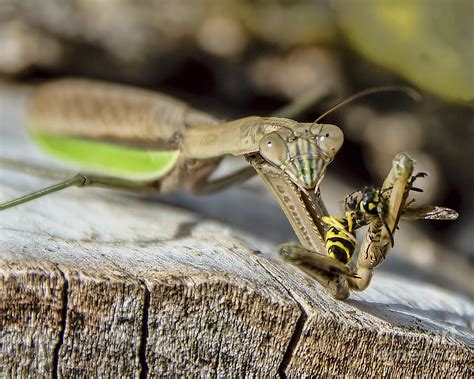 Praying Mantis Eating | ubicaciondepersonas.cdmx.gob.mx