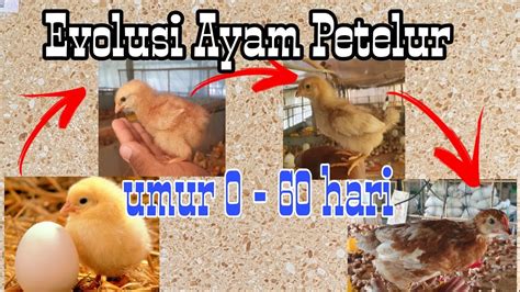 Siklus Hidup Ayam Petelur , Fase Pertumbuhan Evolusi Ayam Petelur - YouTube