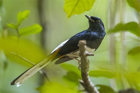 Andaman Endemic Birds: Day 1.