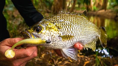 Catching Jungle Perch in CRYSTAL Clear Water | Jungle Perch Fishing ...