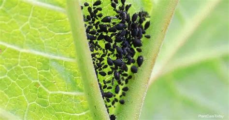 Killing Black Aphid Bugs: How To Get Rid Of Black Aphids