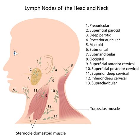 Lymph Node Biopsy - Call Fort Worth ENT & Sinus For More Information