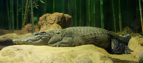 The Critically Endangered Siamese Crocodile | Critter Science