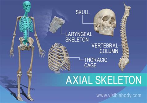 Axial Skeleton | Learn Skeleton Anatomy