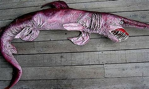 All About the Goblin Shark. A Very Rare & Creepy Deep Sea Shark ...