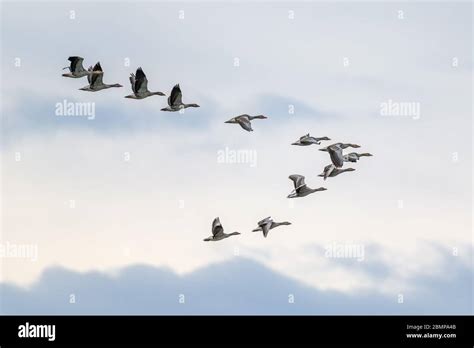 Flock of migrating greylag geese flying in V-formation Stock Photo - Alamy