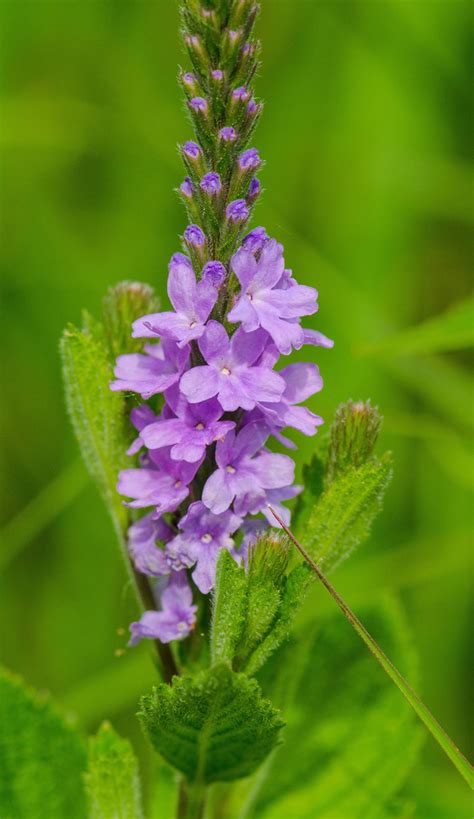 verbena family (Verbenaceae (Verbena or Vervain) of the Pacific ...