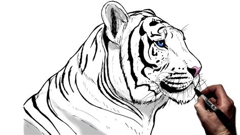 How To Draw A Tiger (Side View) | Step By Step - YouTube