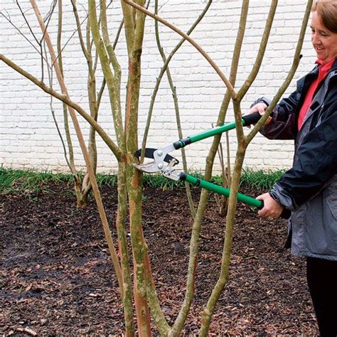 How to Prune Crape Myrtles | Myrtle tree, Crape myrtle, Pruning crepe ...