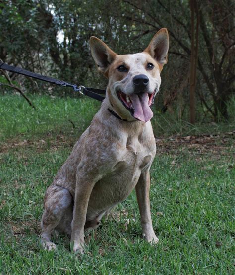 Rusty - Medium Male Red Heeler Mix Dog in WA - PetRescue