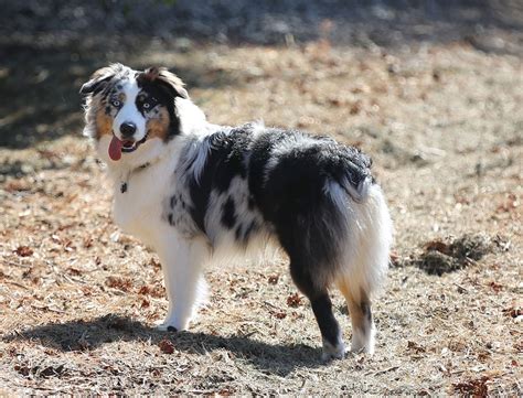 Australian Shepherd Dog Breed Facts & Information