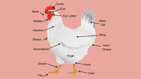 Parts of a Chicken you need to know - Dine-A-Chook