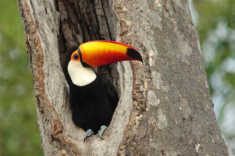 Toco Toucan Habitat