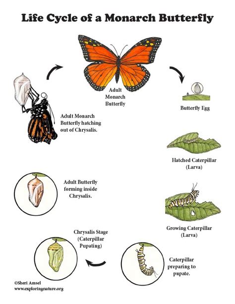 Monarch Butterfly Life Cycle (More Details for Older Students)