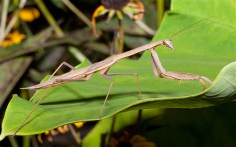 Carolina Mantis - Species Profile & Facts - Insectic