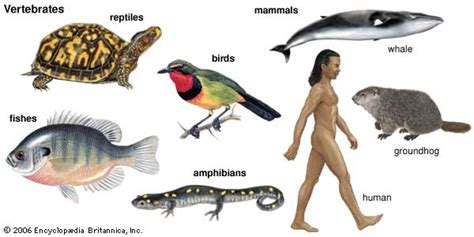 vertebrate: major groups of vertebrates -- Kids Encyclopedia | Children ...