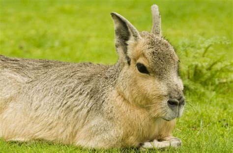 This adorable animal looks just like a Rabbit-Deer hybrid