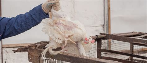 Customary Cruelty in the Farm Industry: When Animal Abuse is Legal ...