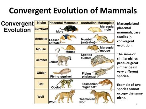 Convergent Evolution | Introduction & Examples