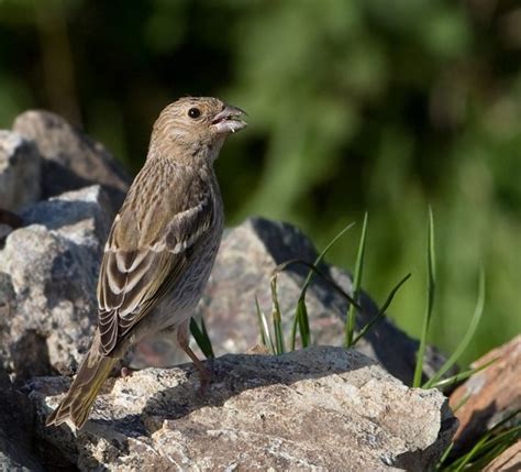 Details : Common Rosefinch - BirdGuides