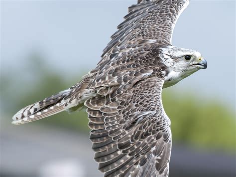 Cornish Birds of Prey Centre - Newquay, Padstow | Cornwall Guide