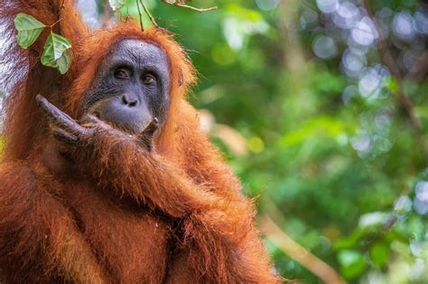 Fleeting Glimpses of Indonesia’s Endangered Orangutans - The New York Times