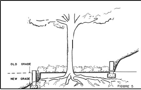 How To Create A Tree Well - Citygreen