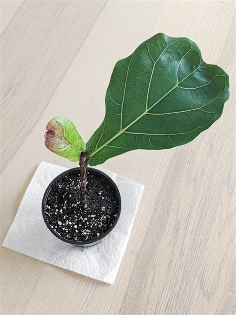 Fiddle Leaf Fig Propagation: Everything You Need to Know!