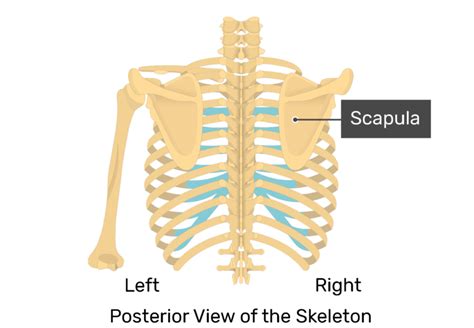 Scapula Bone - Introduction | GetBodySmart