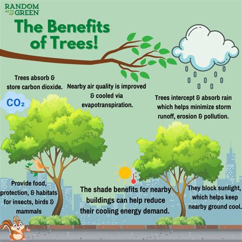 12 Benefits of Trees For People, Places & Planet