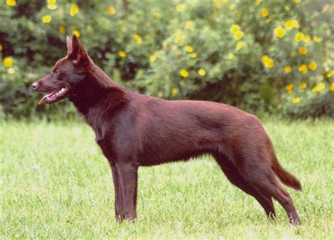 Australian Kelpie - Wikipedia