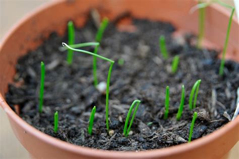 How to Grow Chives | BBC Gardeners World Magazine