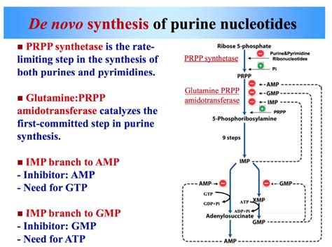 Purine Synthesis